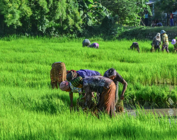Agriculteurs travaillant dans les rizières — Photo