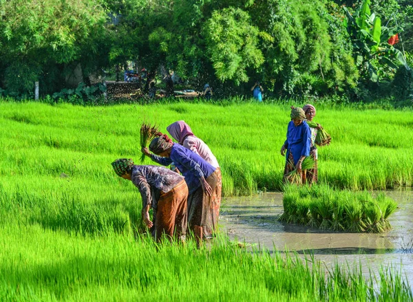 Agricultores que trabajan en el campo de arroz — Foto de Stock