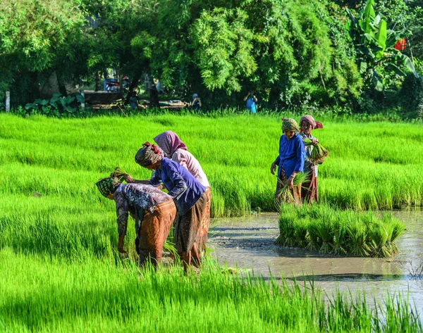 Agricultores que trabajan en el campo de arroz — Foto de Stock