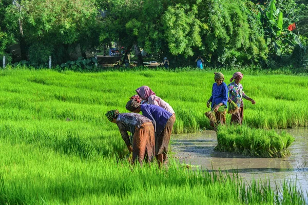 Agricultores que trabajan en el campo de arroz — Foto de Stock