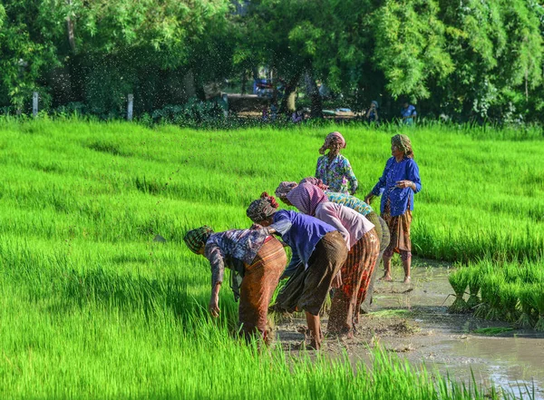 田んぼに取り組む農家 — ストック写真