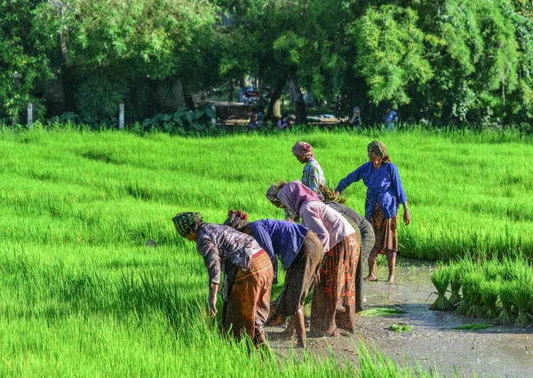 Agricultores que trabalham no campo de arroz — Fotografia de Stock