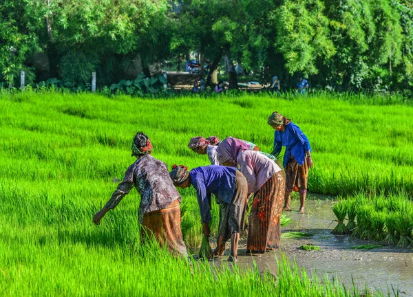 Farmers working on rice field — Stock Photo, Image