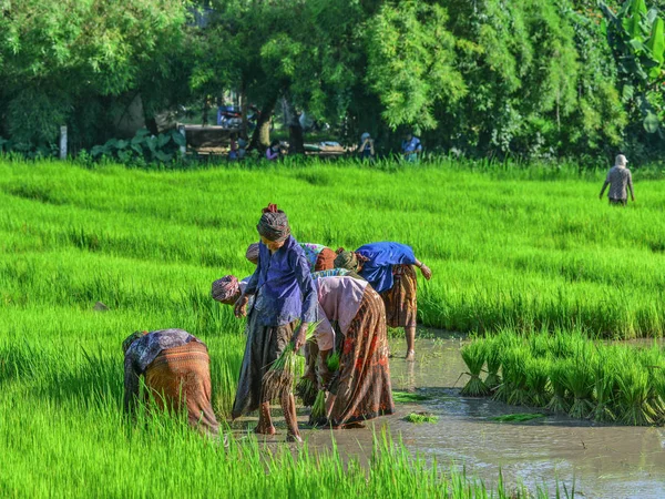 Farmers working on rice field — Stock Photo, Image