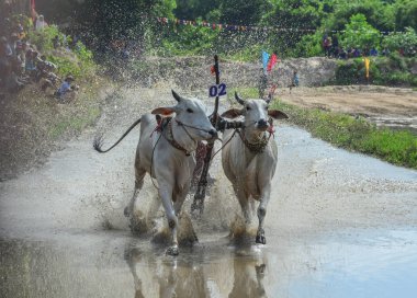 Öküz yarış festivali sırasında inekler