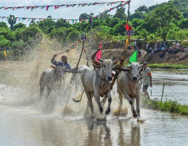 Öküz yarış festivali sırasında inekler