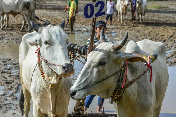 Корови під час гоночного фестивалю волів — стокове фото