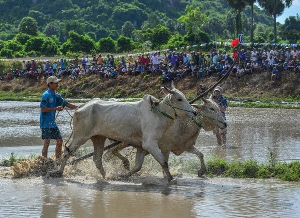 Vacas durante el festival de carreras de bueyes — Foto de Stock