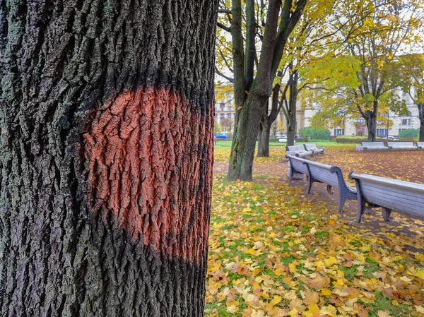 Podzimní Park v Petrohradu, Rusko — Stock fotografie