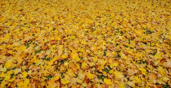 Herabgefallenes Laub am Herbstwald — Stockfoto