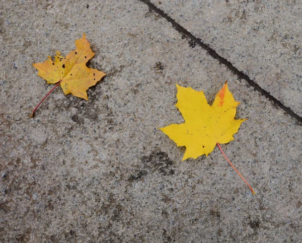 Hojas de otoño caídas en el camino —  Fotos de Stock