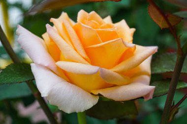 Bahar da güneşli bir günde gül bahçesi