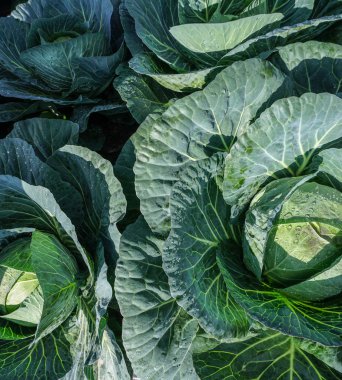 Bahçede yeşil lahana