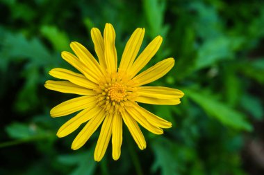 Çimenlik tarlada Gerbera çiçekleri