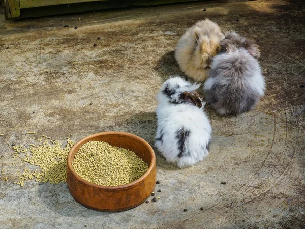 Piccolo coniglio carino — Foto Stock