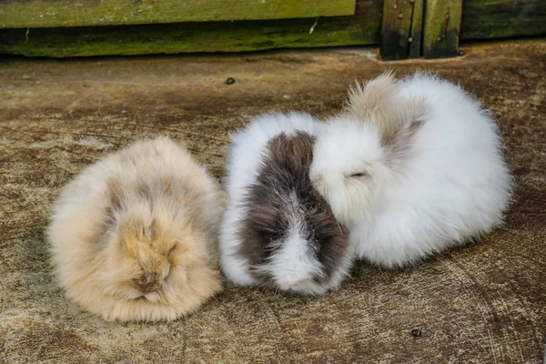 Piccolo coniglio carino — Foto Stock
