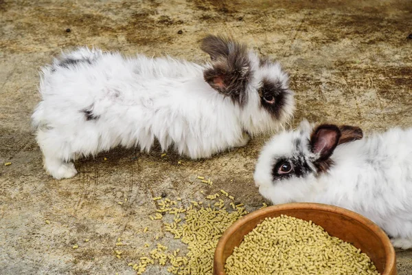 Piccolo coniglio carino — Foto Stock