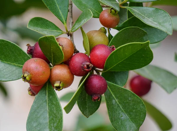 Pequeños frutos de guayaba en el árbol — Foto de Stock