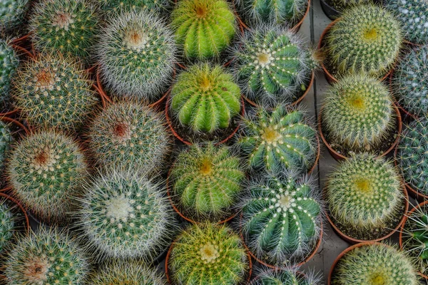 Malé kaktusy v hrnci k prodeji na trhu — Stock fotografie