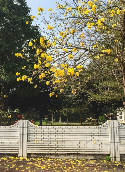 Flores amarelas florescendo no jardim botânico — Fotografia de Stock