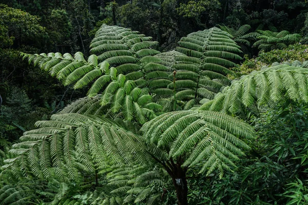 Big fern tree at forest — Stock Photo, Image