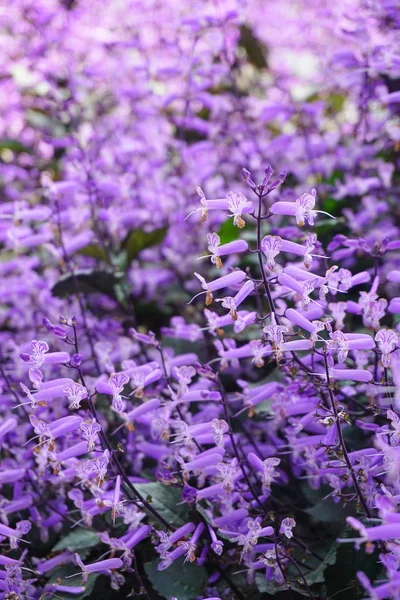 Фіолетові квіти, що цвітуть в ботанічному саду — стокове фото