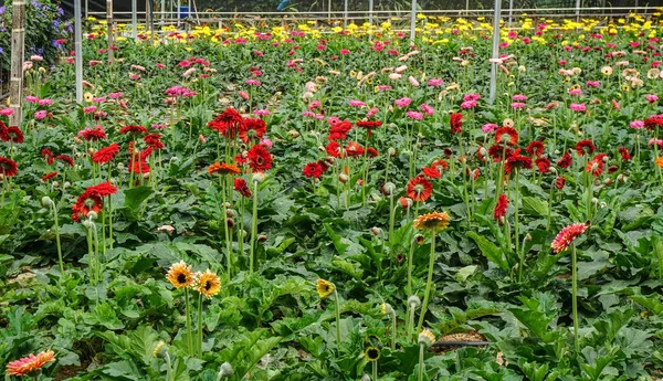 Gerbera virágok az ültetvény területén — Stock Fotó