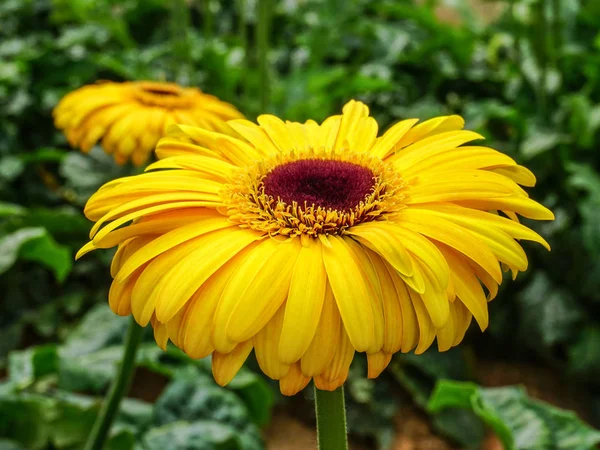 Flores de gerbera no campo na plantação — Fotografia de Stock