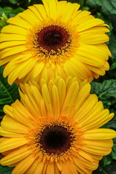 Gerbera fleurs sur le champ à la plantation — Photo