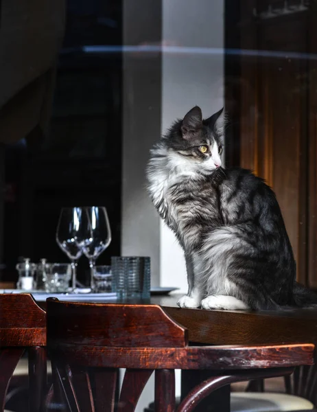 Beau chat assis dans une maison de luxe — Photo