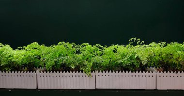 Botanik bahçesinde süsleme için bitkiler