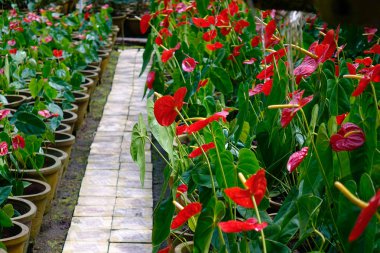 Botanik bahçesinde çiçekler açıyor. 
