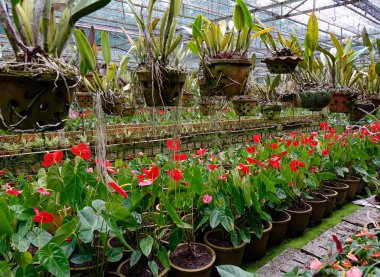 Botanik bahçesinde çiçekler açıyor. 