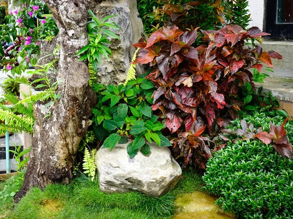 植物园装饰用植物 — 图库照片