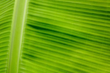 yeşil muz yaprağı arkaplanı