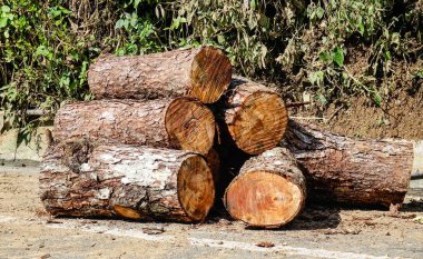 Kırsal yoldaki orman 