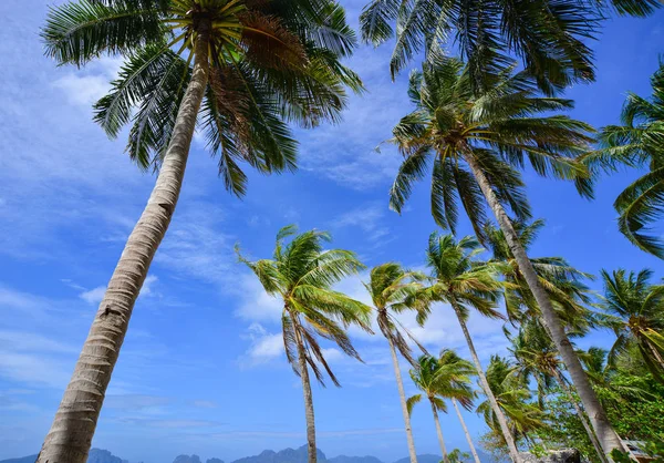 Haut des cocotiers sous le ciel bleu — Photo