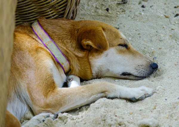 Cão dormindo na praia — Fotografia de Stock
