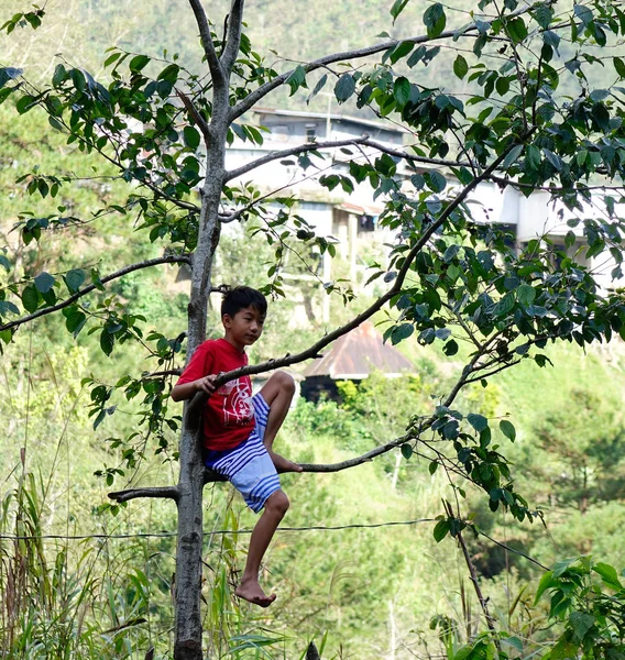 Rapaz sentado na árvore — Fotografia de Stock