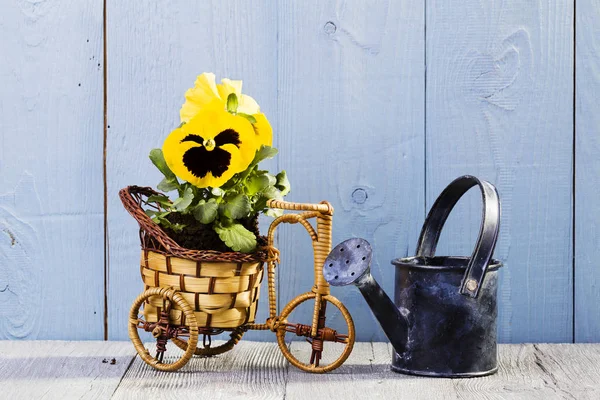 Fleurs en pots prêtes pour la transplantation — Photo