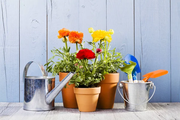 Bloemen in potten klaar voor verplanten — Stockfoto