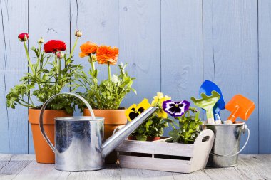 Çiçekler tencere nakli için hazır