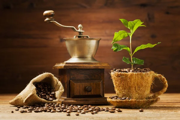 Árbol Café Crece Una Taza Granos Café —  Fotos de Stock