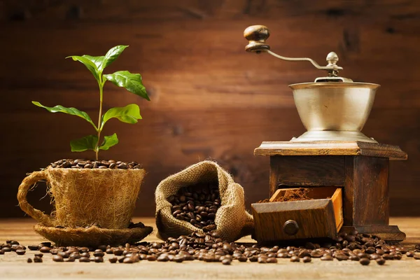コーヒーの木はコーヒー豆のカップから成長します — ストック写真