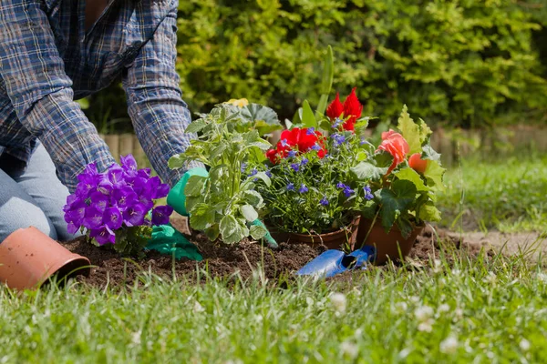 Plantando Flores Casa Jardim — Fotografia de Stock