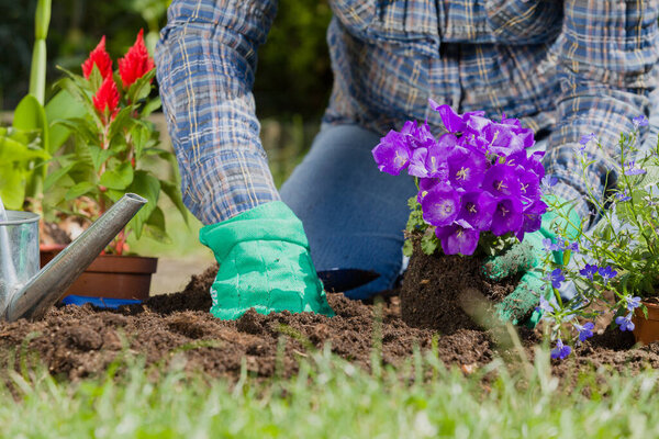 Planting flowers in the garden home 
