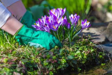 Baharda bahçeyi temizliyorum. Ekinlerin mahsulü.