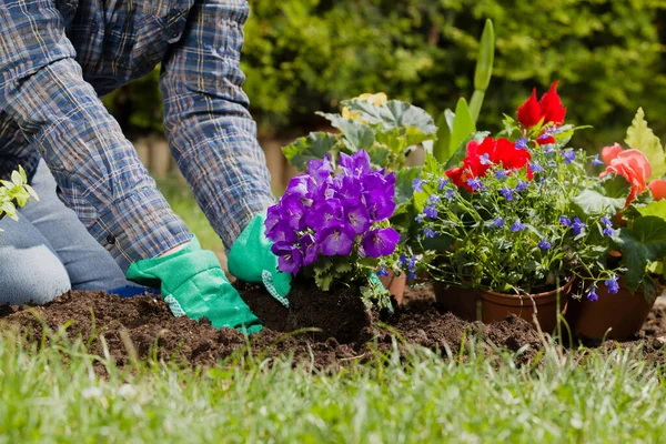 Planting Flowers Garden Home — Stock Photo, Image