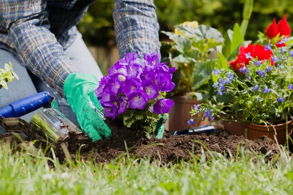 Planting Flowers Garden Home — Stock Photo, Image