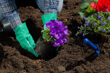 Bahçedeki eve çiçek ekiyorum. 